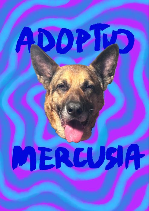 Owczarek niemiecki szuka domu - adoptuj