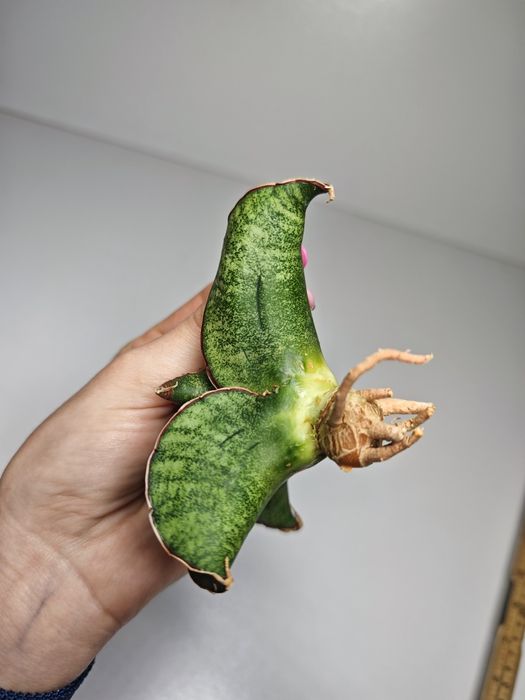Sansevieria Sinus Zimbabwe roset
