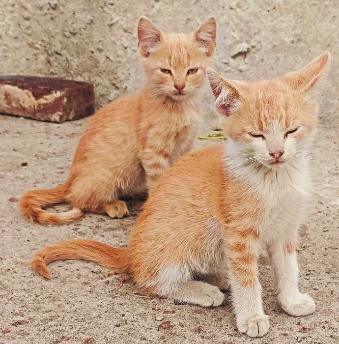 Котодітки шукають родини!