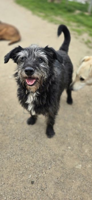 Do adopcji samiec 15kg