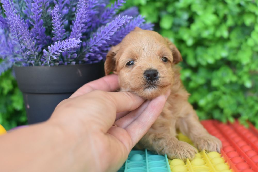 Мальтіпушка чекає на маму