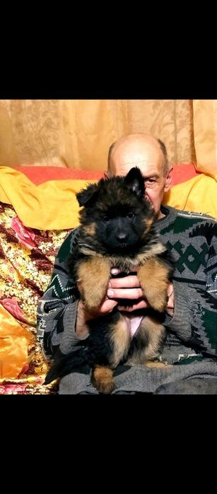 Элитные щенки от роскошных немцев.