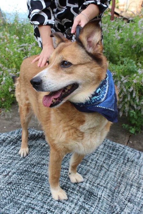 Віддаємо милу собачку Герду