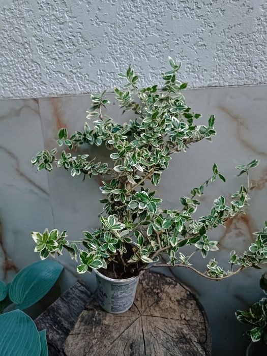 Бересклети різних видів