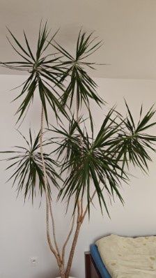 Dracena duży kwiatek