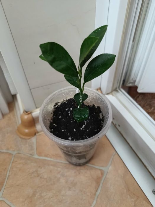 Каламондин - цитрофортунелла (мандарин + кумкват)