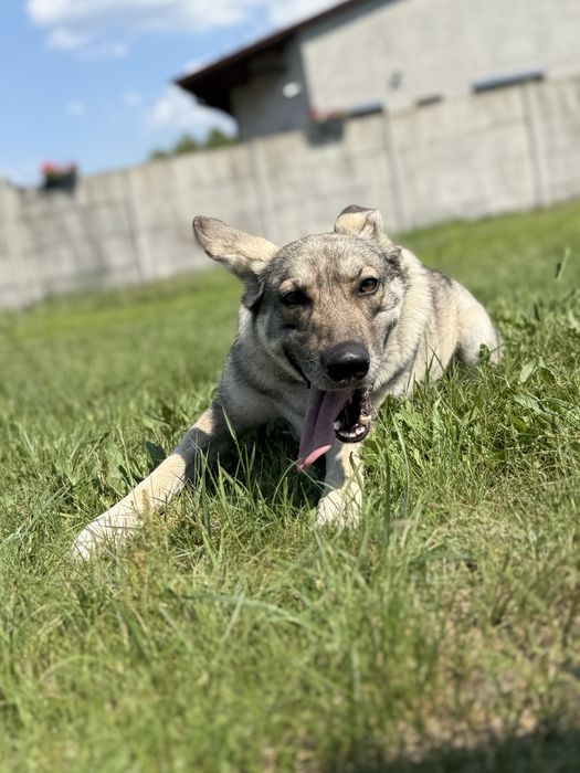 SAMBA - urocza wilczata dama do adopcji