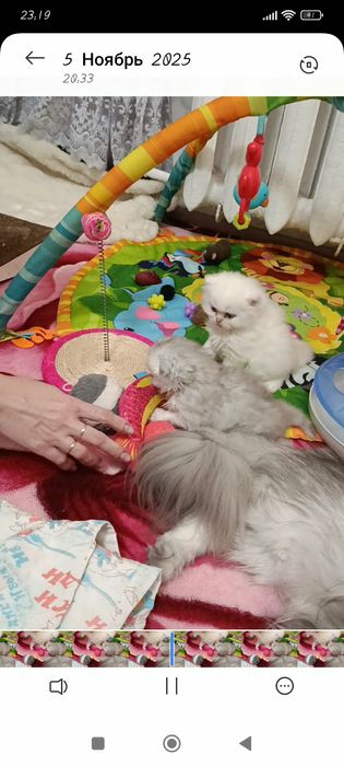 Персидкая шиншилла мальчик