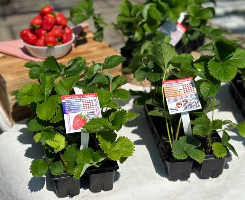 OKAZJA! Sadzonki truskawek w doniczkach prosto od producenta 15 odmian