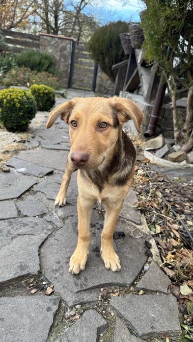 Віддам в добрі руки цуциків