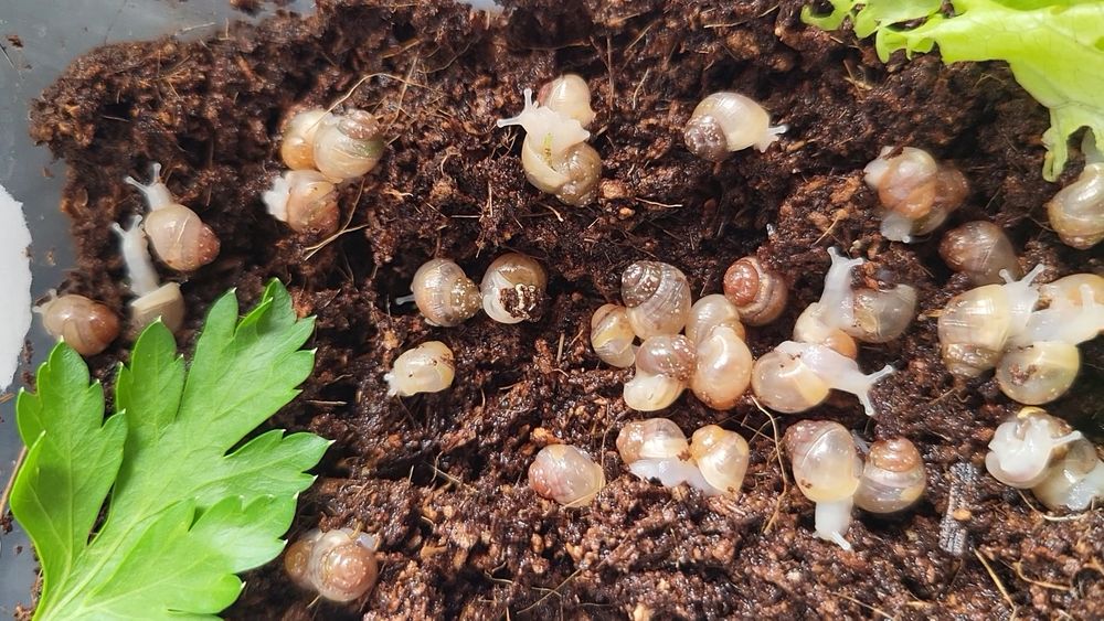 Achatina fulica Oddam