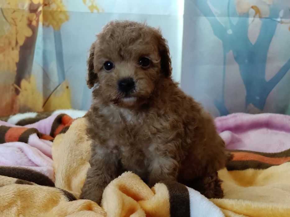 Pudel toy płowy chlopiec