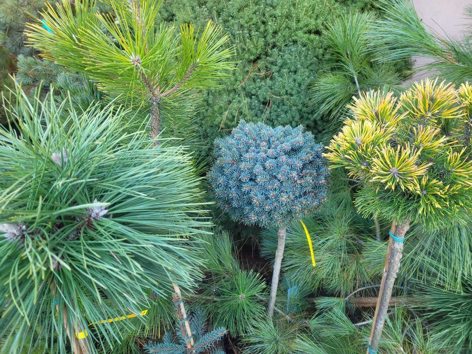 Świerk Sosna Jodła Cis duży wybór Liściaste do wys. 5m dowóz sadzenie