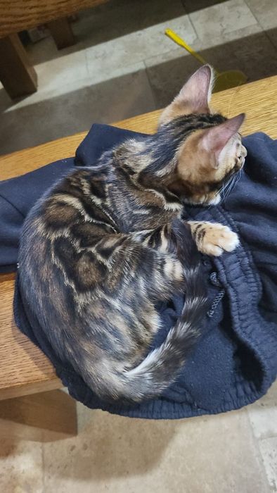 Bengal, bengalski  . Kot Rodowód