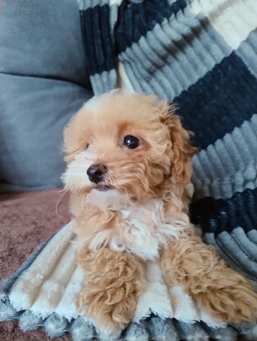 Мальтіпу Ф1 дівчата