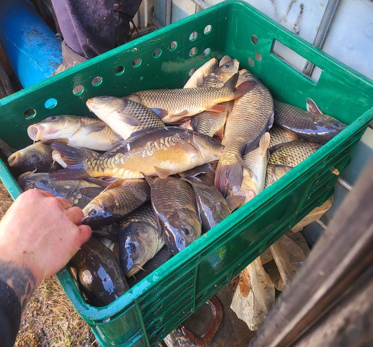 Ставкова риба зарибок штучного розведення  коропа