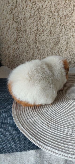 Морская свинка Тедди самка 1,5 года