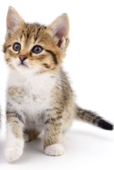 Кошенята 2-5 місяці