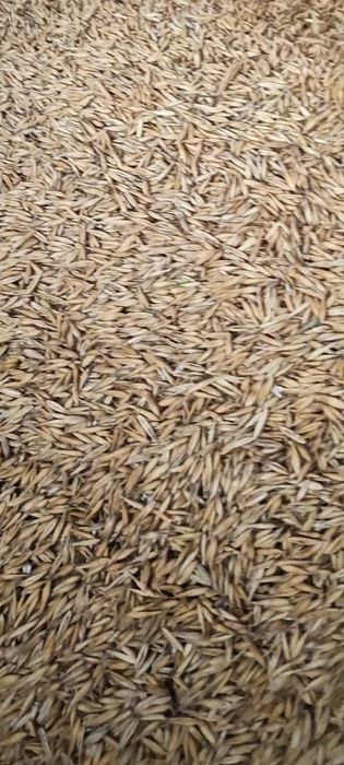 Sprzedam owies  z  2024