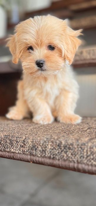 Mini Maltipoo po czerwonym tea cup .