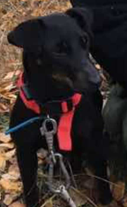 Пропала собака ягдтерьер. Черная. Девочка. Жуляны