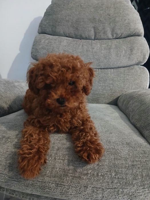 Pudel miniatura red suczka.