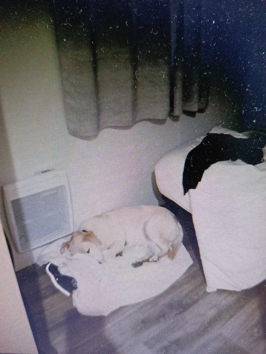 Petsitter Almada