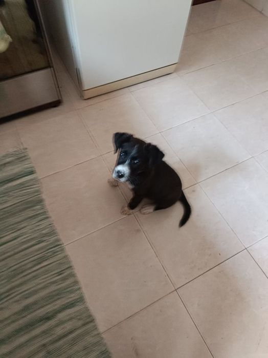 Que tal adotar um cãozinho com 3 meses mistura Pointer com Lavrador!