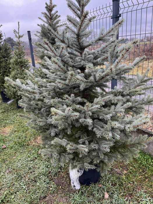 Świerk w donicach formowany