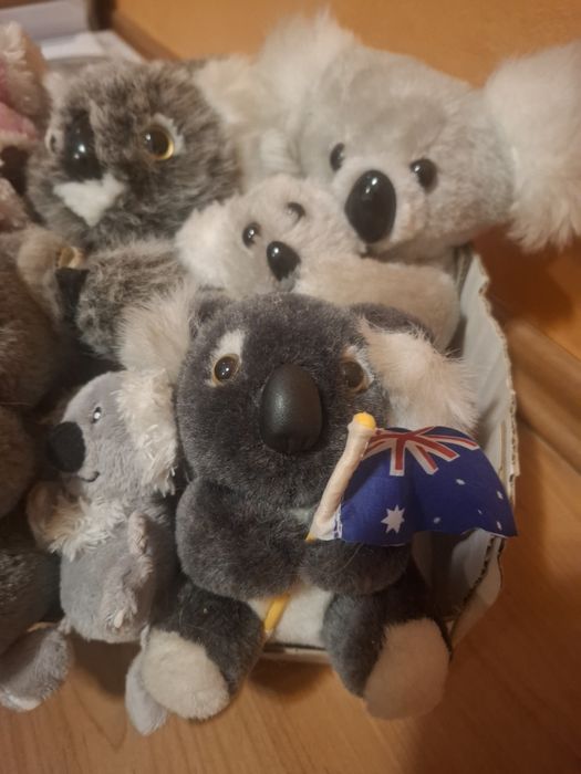Misie koala zestaw pluszaki wysyłka gratis