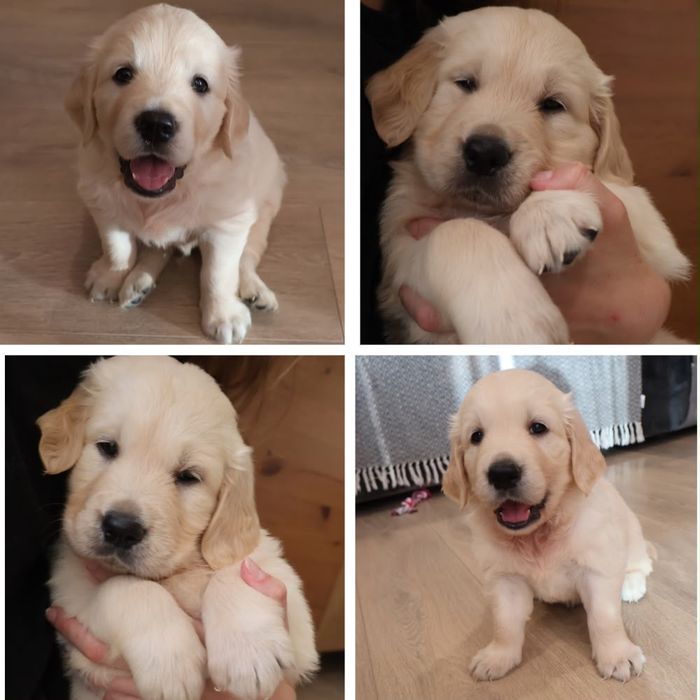 Golden retriever