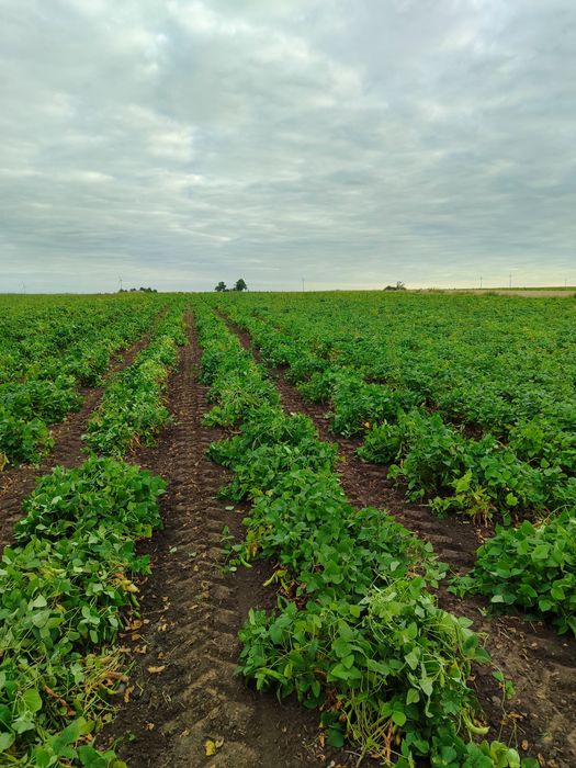 Fasola Jaś karłowy  blanka