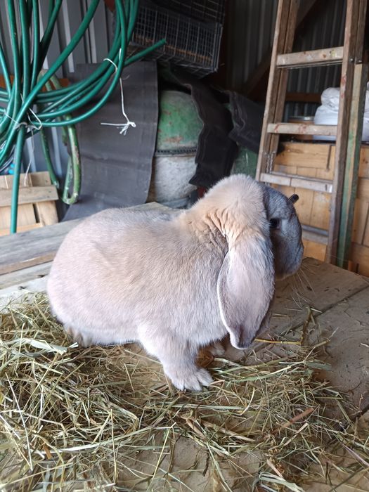 Baran francuski samiec 12 miesięcy izabelowaty