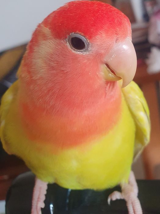 Lindo Roseicolli criado à mão