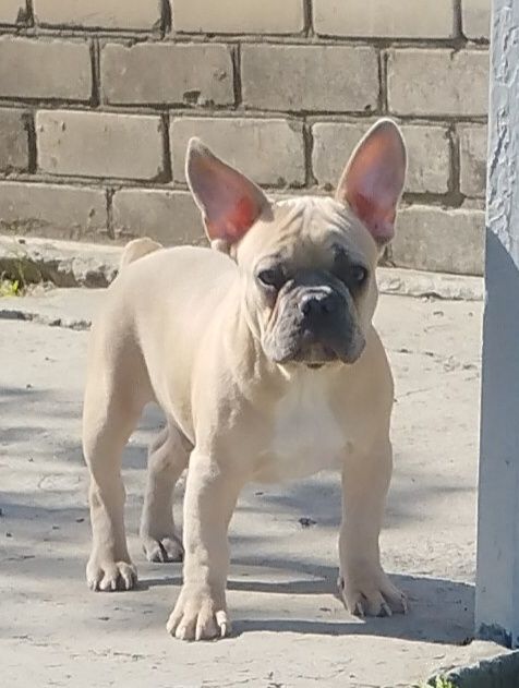 Хлопчик французького бульдога