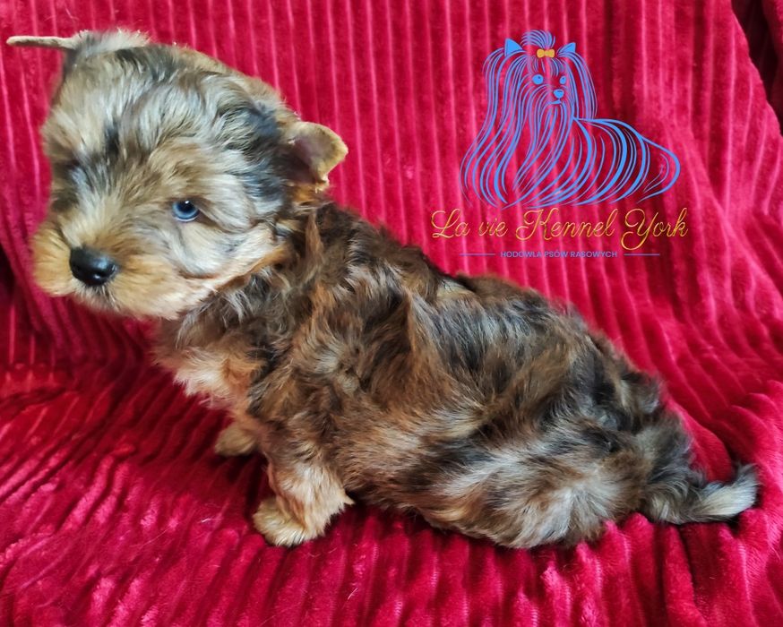 York Red Merle Brindle Yorkshire Terrier piesek - dostępny