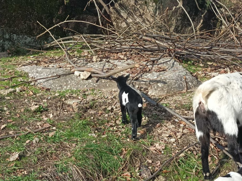 Cabritinho anão lindissimo