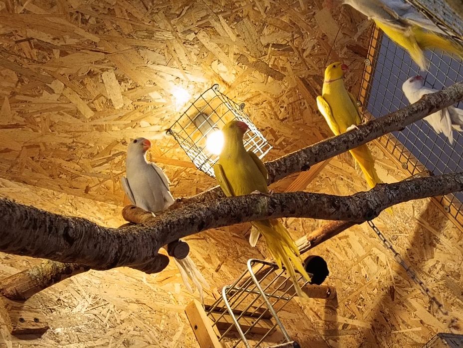 Aleksandretty obrożna - para