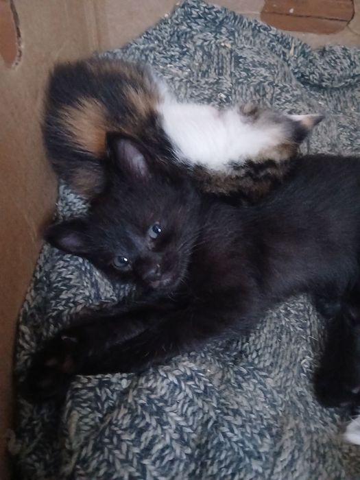 Котячі пухнастики