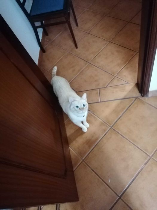 Partilho doação: gato com 5 anos, com chip, castrado e vacinas em dia.