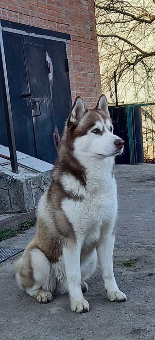 Хлопчик хаскі для в"язки