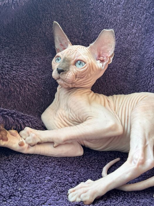 Сфінкс кошеня хлопчик