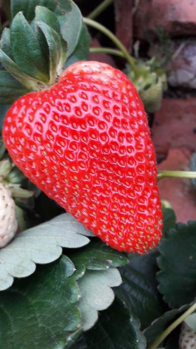 Plantas de Morango Diamante.