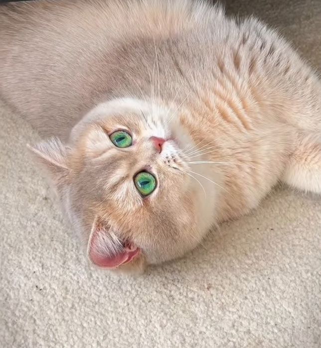 Британський хлопчик золота шиншила сy 12 лілове золото