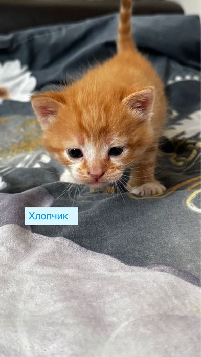 Кошенята шукають сімʼю!!!Безкоштовно!!!