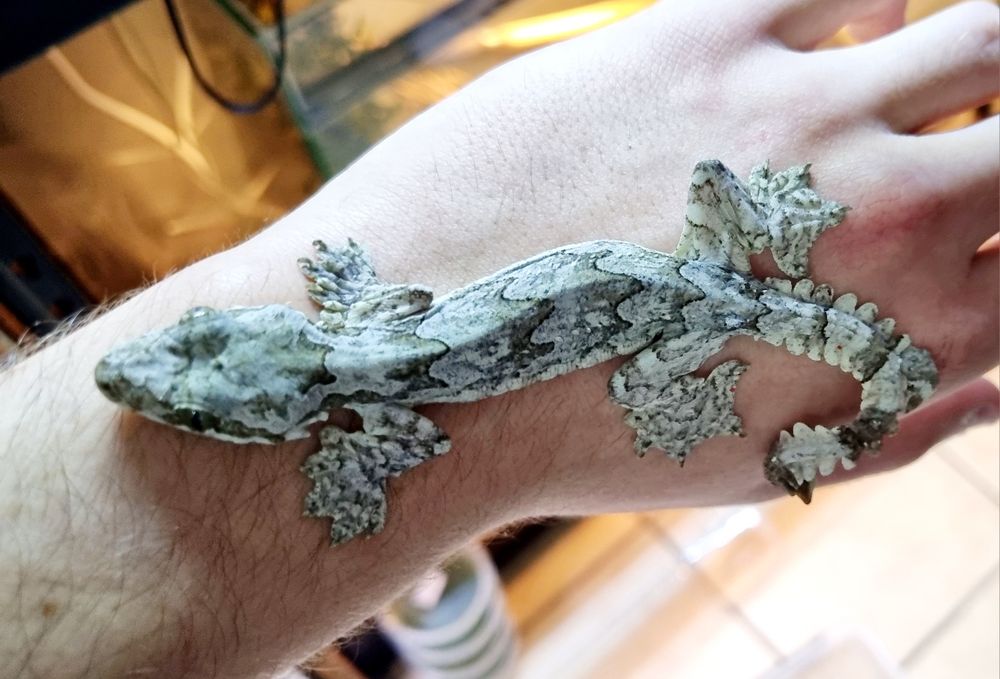 Gekon fałdoskóry/Fałdoskórkon indomalajski (ptyhozoon kuhli)