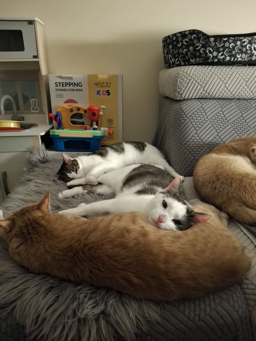 CHICO poleca się do adopcji