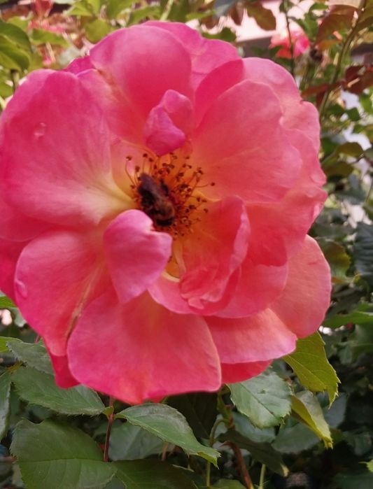 Троянда Вестерленд ( паркова).