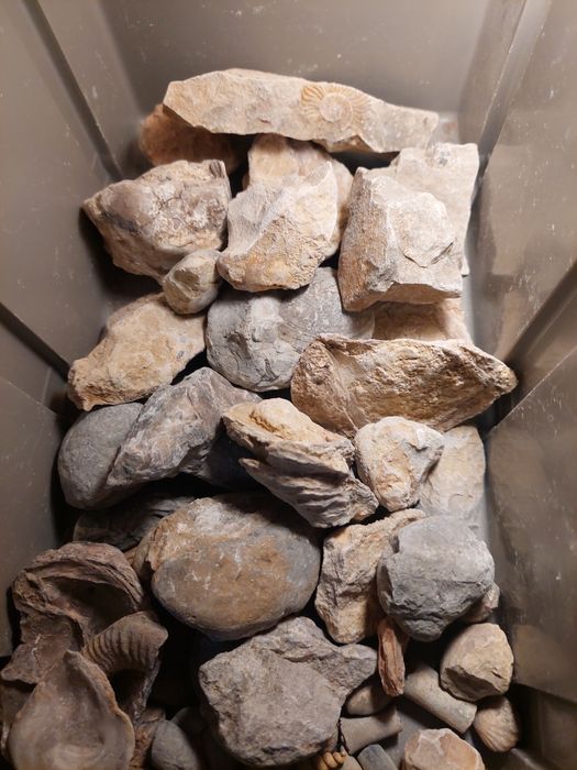 Fósseis-lote 50 peças por limpar e classificar