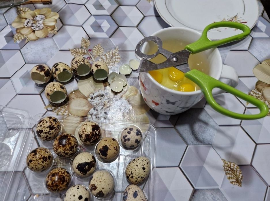 Jaja przepiórcze 4 paczki po 18 sztuk jajka przepiórki